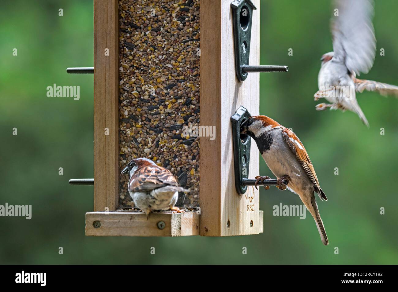 Moineaux domestiques (passer domesticus) trois mâles mangeant des graines à partir d'un mélange de graines pour oiseaux de jardin dans la mangeoire à oiseaux / mangeoire à oiseaux Banque D'Images