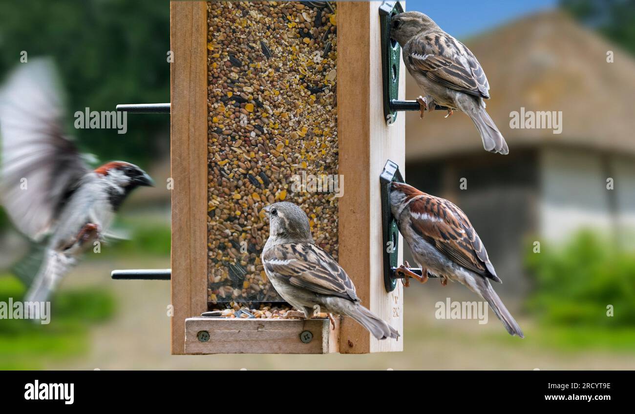 Moineaux domestiques (passer domesticus) mâles et femelles mangeant des graines à partir d'un mélange de graines pour oiseaux de jardin dans la mangeoire à oiseaux / mangeoire à oiseaux Banque D'Images
