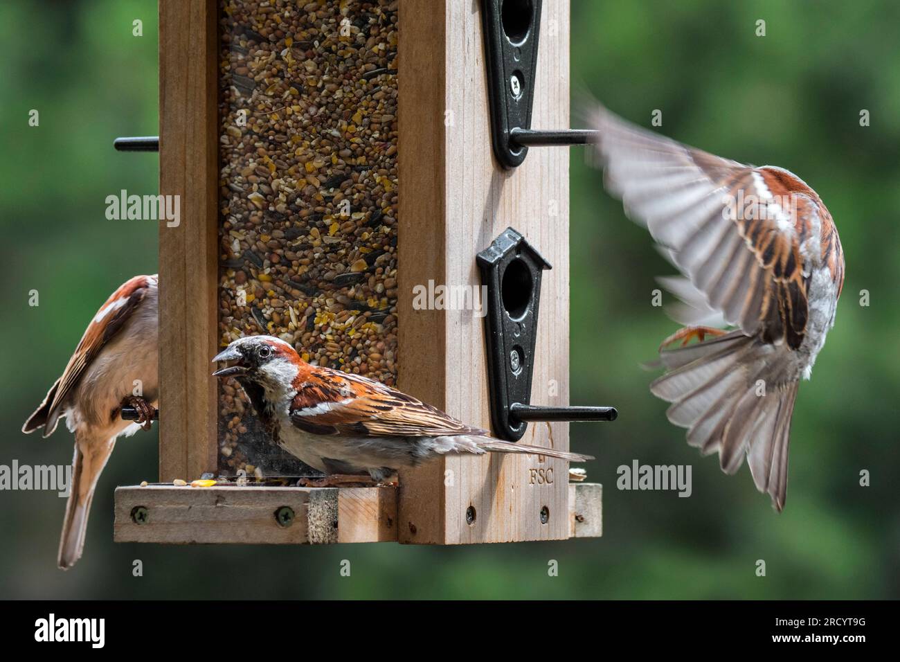 Moineaux domestiques (passer domesticus) trois mâles mangeant des graines à partir d'un mélange de graines pour oiseaux de jardin dans la mangeoire à oiseaux / mangeoire à oiseaux Banque D'Images