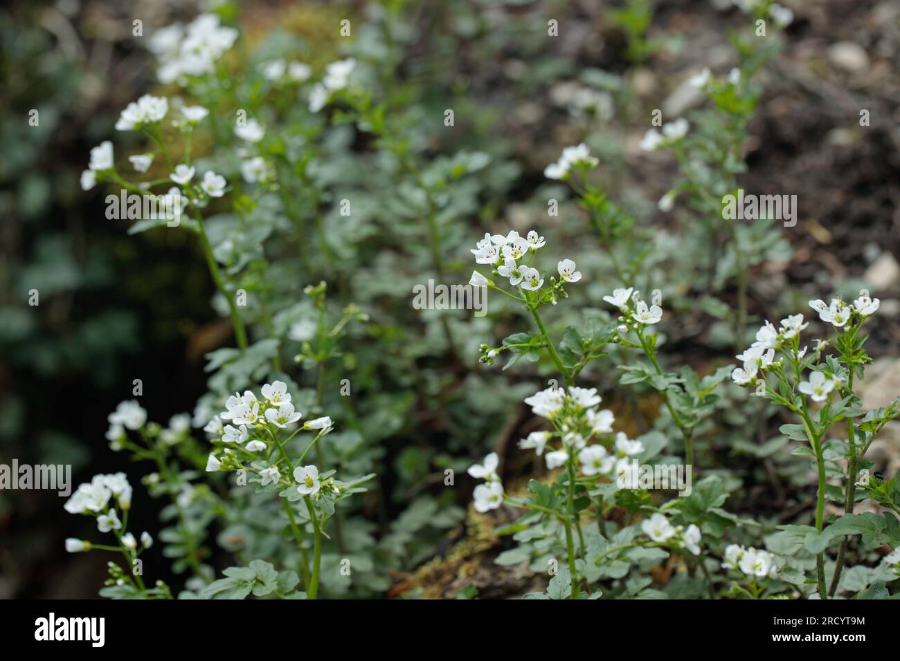 Floraison du grand cresson amer (Cardamine amara). Banque D'Images