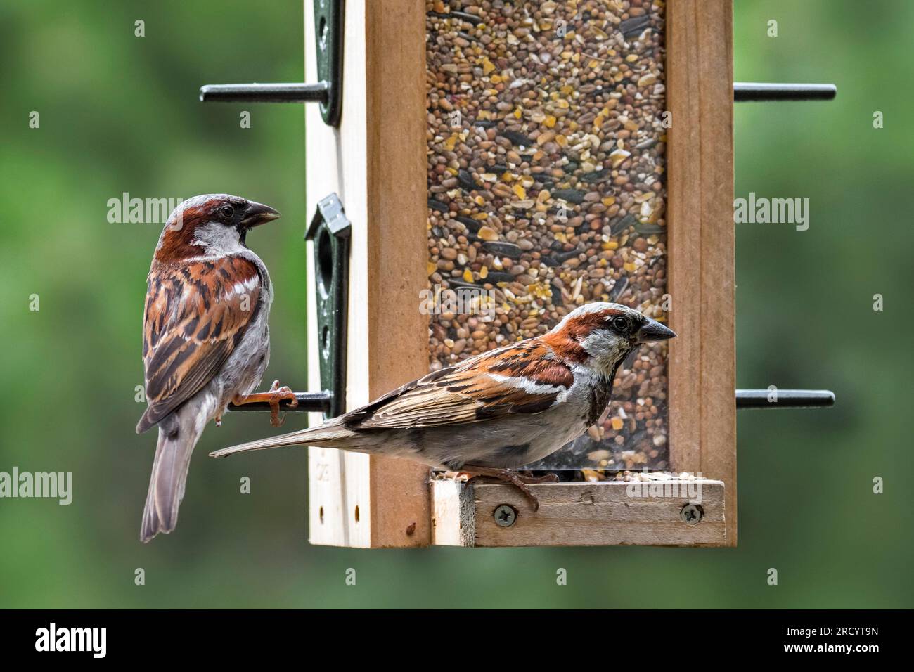 Moineaux domestiques (passer domesticus) deux mâles mangeant des graines à partir d'un mélange de graines pour oiseaux de jardin dans la mangeoire à oiseaux / mangeoire à oiseaux Banque D'Images