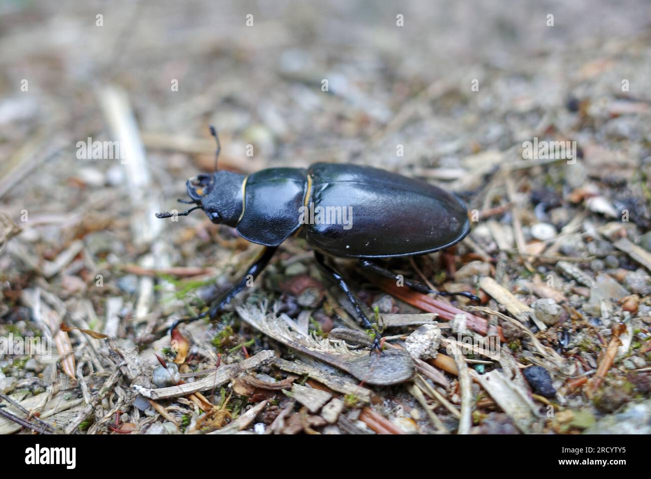 Une femelle cerf-coléoptère rampant autour. Vue latérale. Vu sur la Lüneburger Heide, Allemagne Banque D'Images