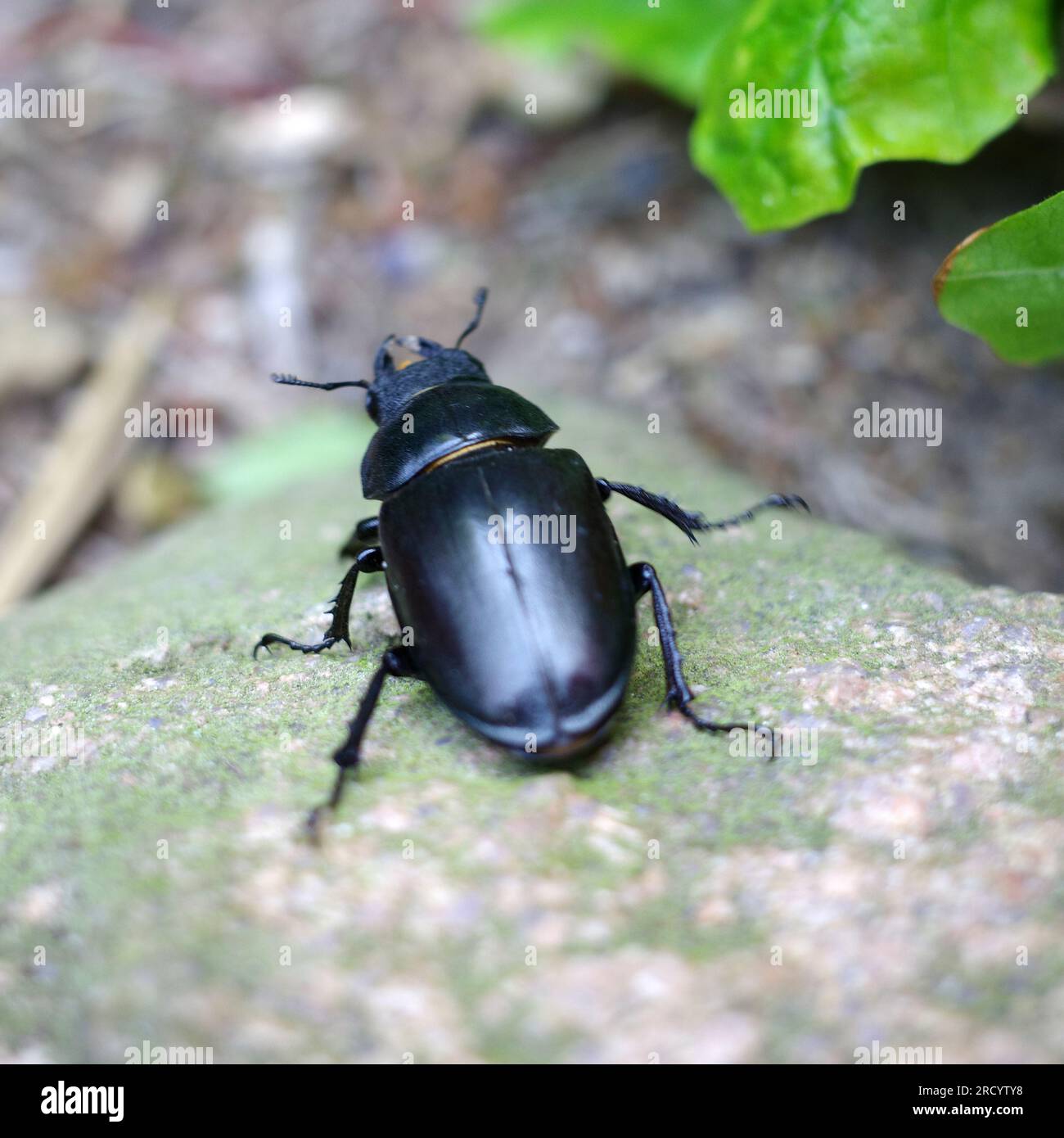 Une femelle cerf scarabée rampant autour, vue arrière. Vu sur la Lüneburger Heide, Allemagne Banque D'Images