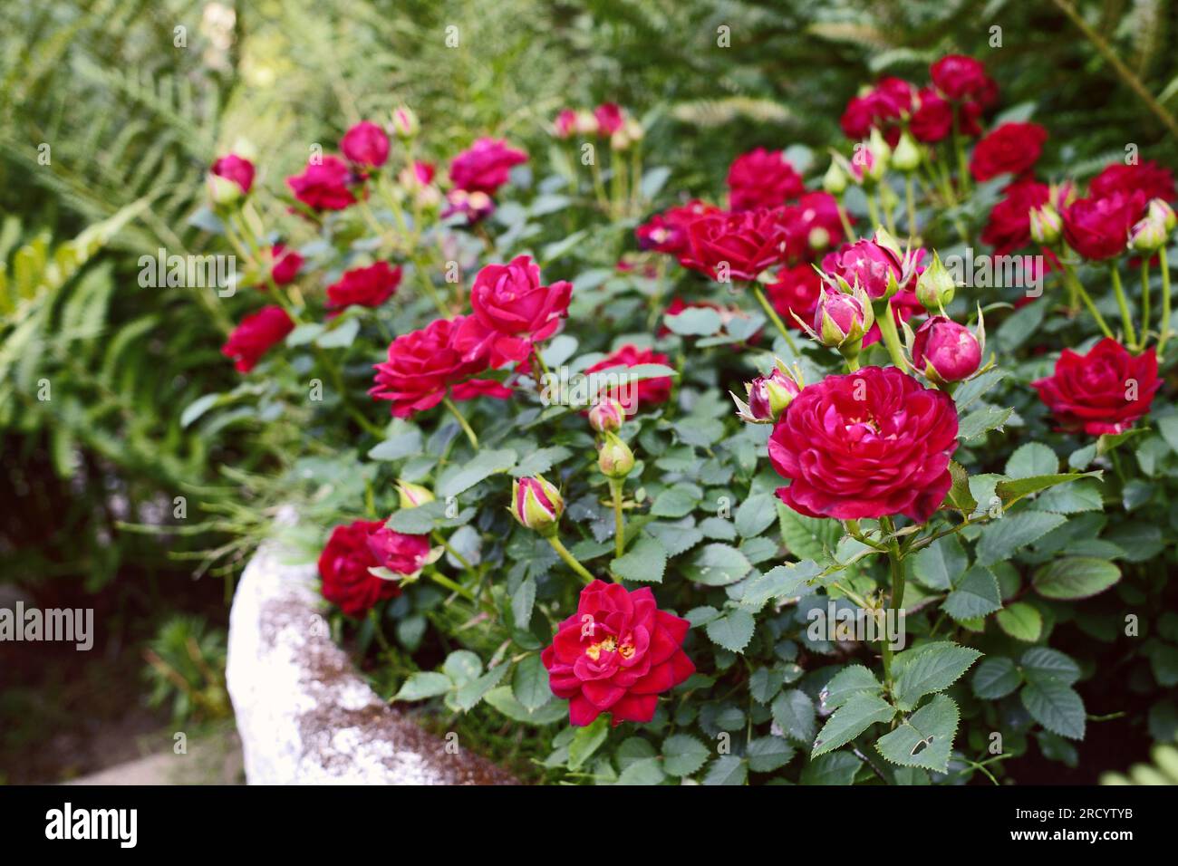 Les mini roses rouges fleurissent abondamment dans un pot de fleurs blanc Banque D'Images