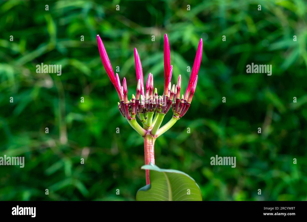 Fleur de Kamboja pourpre (Plumeria), un genre de plantes à fleurs de la famille des Apocynacées, également connues sous le nom de fleurs Lei et Frangipani Banque D'Images