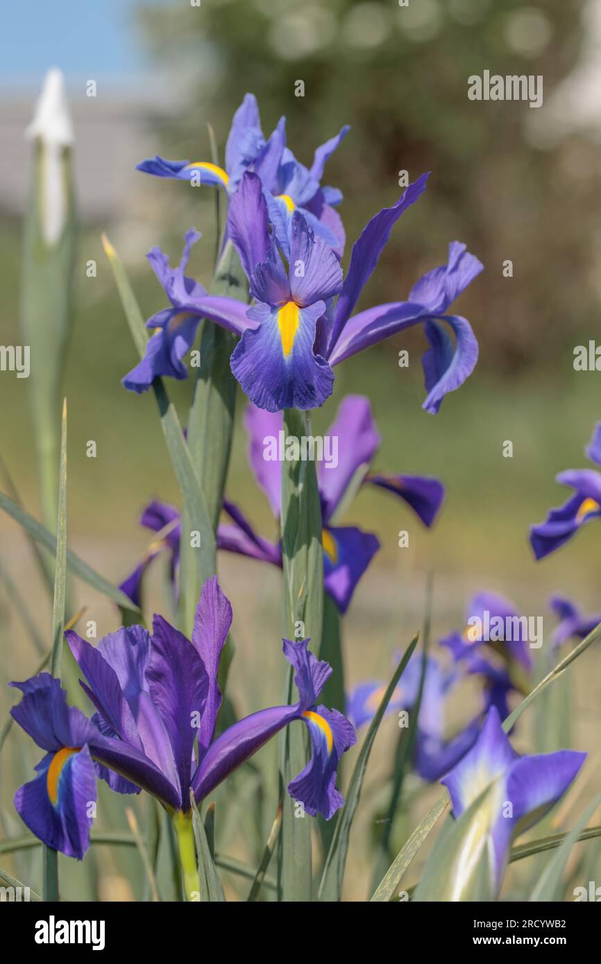 Iris hollandais violet foncé (Iris x hollandica). Banque D'Images