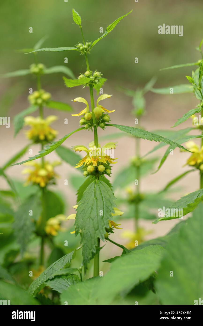 Plante archange dorée (Lamium galeobdolon). Banque D'Images