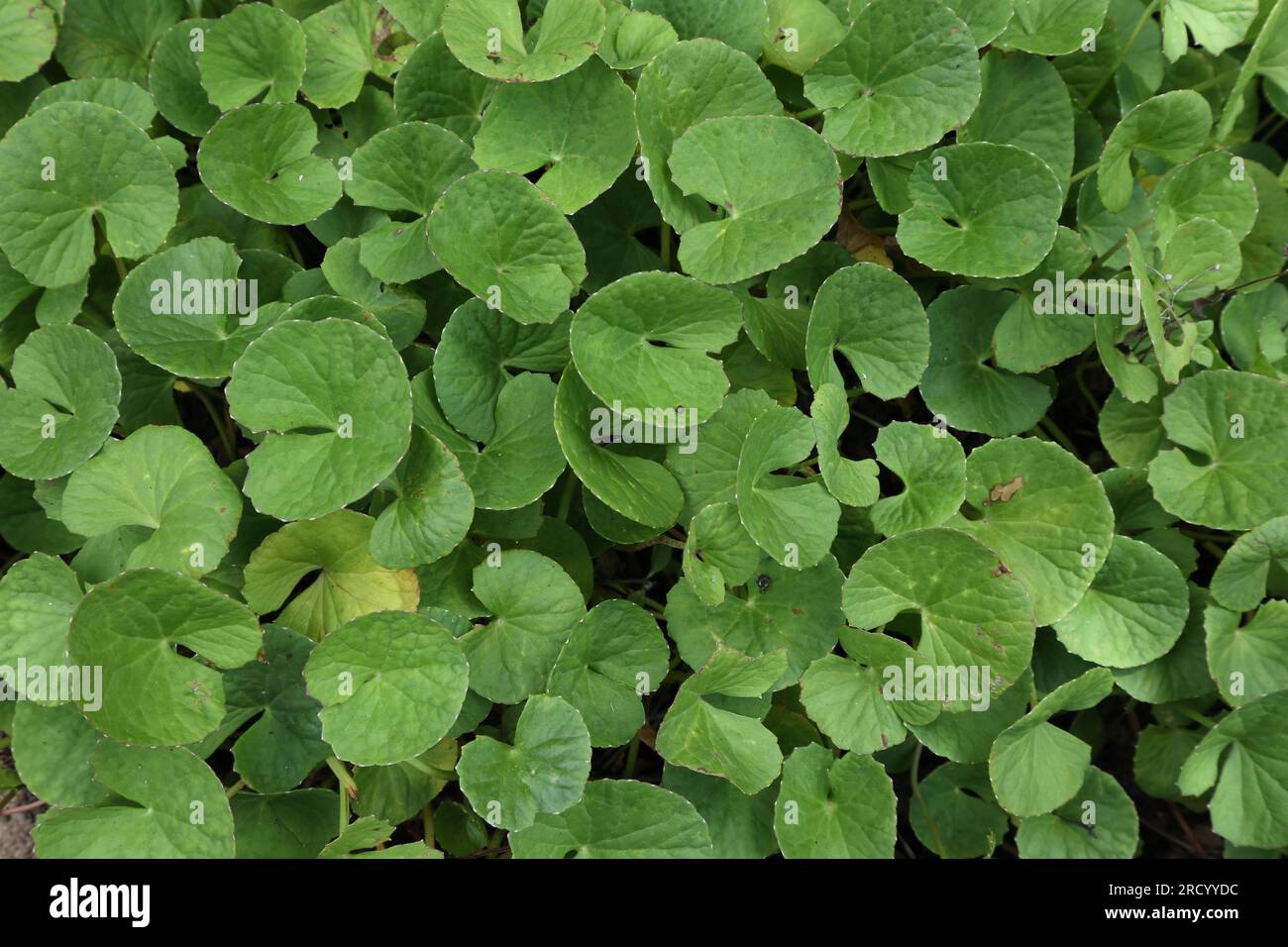Vue aérienne des feuilles de pennywort asiatique (Centella Asiatica) poussant dans le jardin Banque D'Images