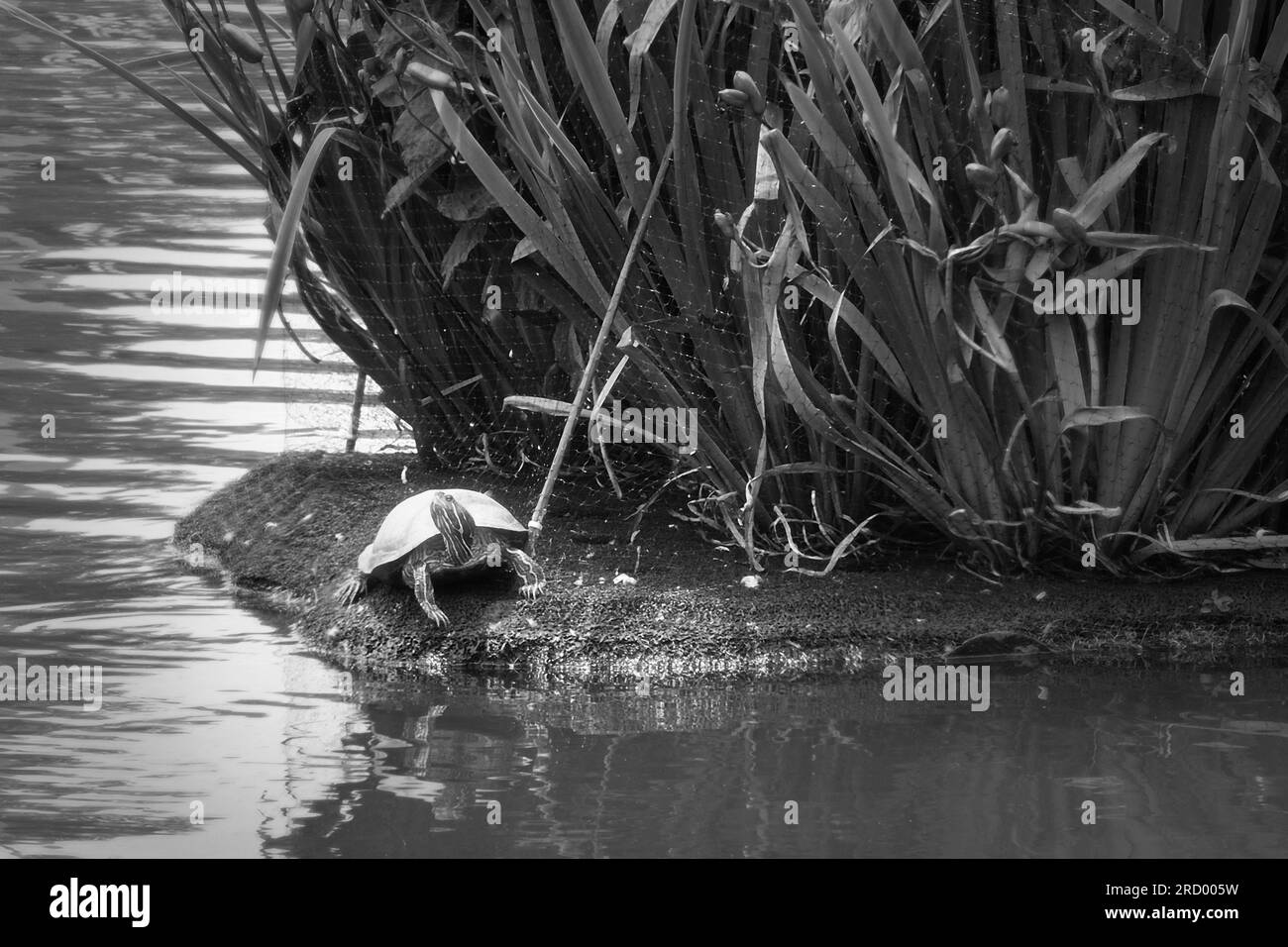 Faune locale dans un lac d'une petite ville, Banque D'Images