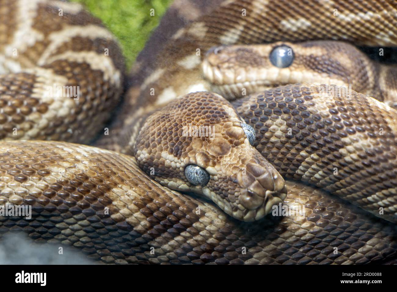 Le couple du python grossier (Morelia carinata) Banque D'Images