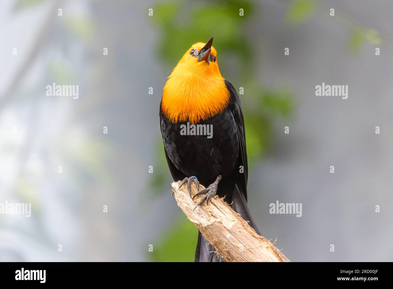 Un oiseau noir à tête écarlate, amblyramphus holosericeus, chante sur un arbre Banque D'Images