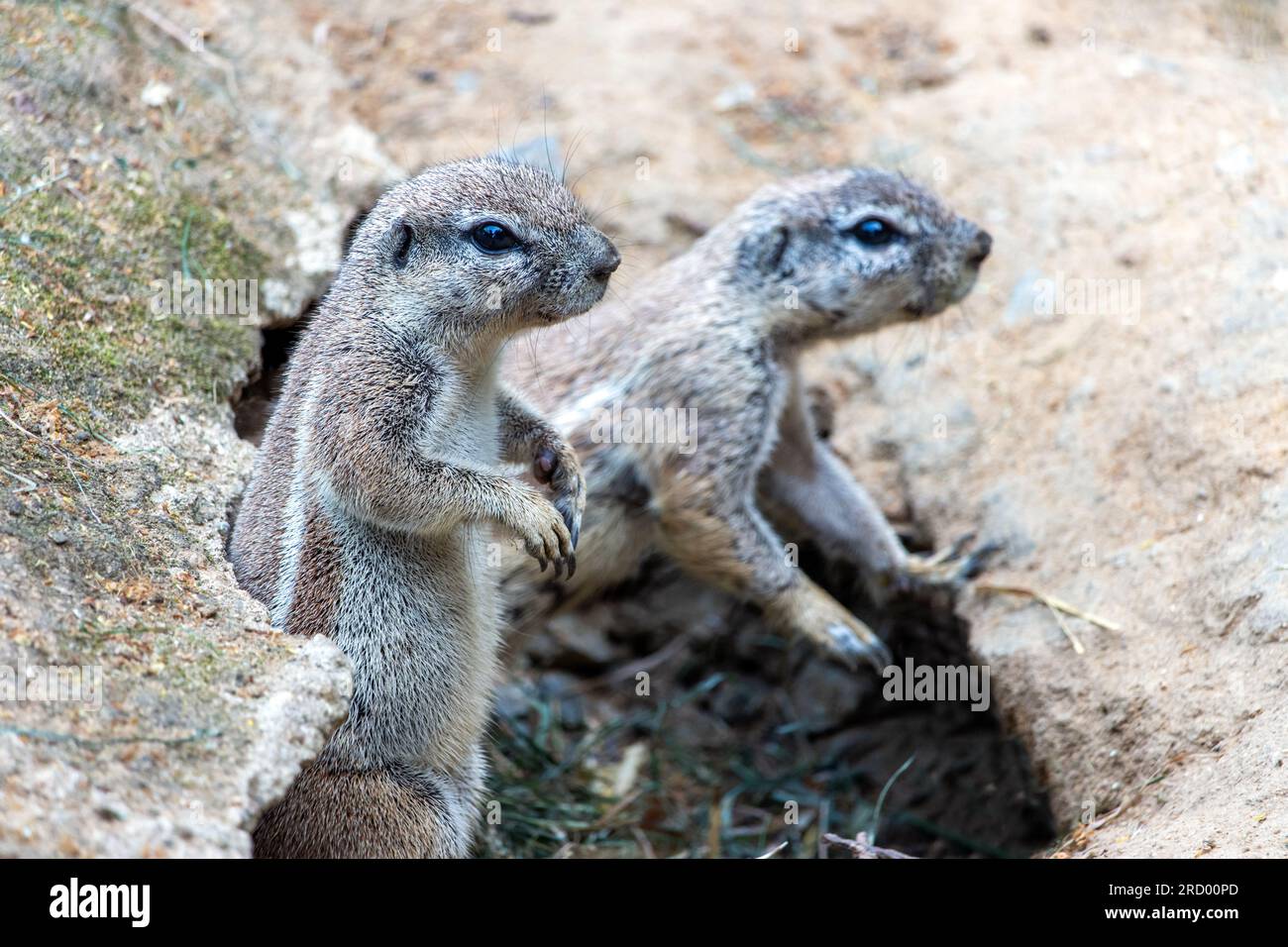 La paire d'écureuils terrestres du Cap (Geosciurus inauris) regarde de trou dans le sol Banque D'Images