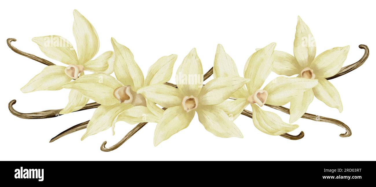Fleur de vanille avec bâtons. Aquarelle illustration dessinée à la main de fleur d'orchidée jaune et des gousses sur fond isolé blanc. Dessin d'épices pour la cuisson ou huiles aromatiques. Croquis d'ingrédient à base de plantes. Banque D'Images