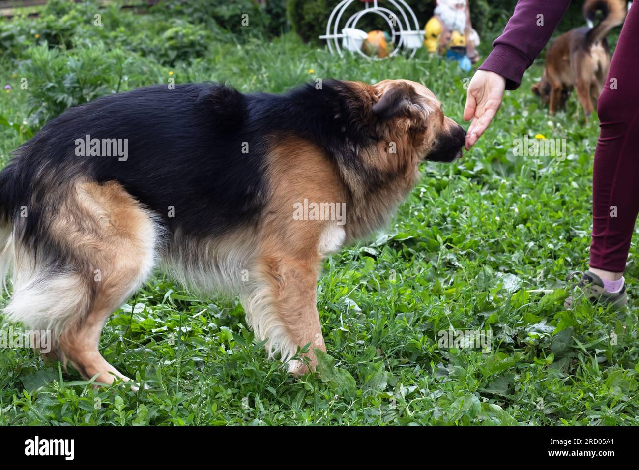 Un chien prend un régal de la main d'une personne de près Banque D'Images