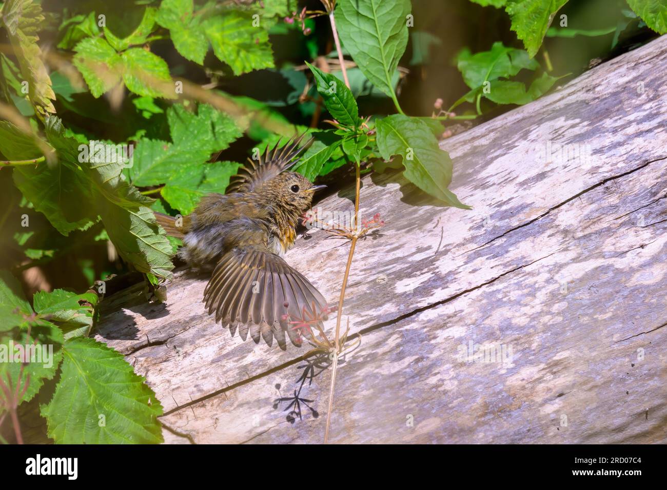Robin juvénile, erithacus rubecula, bronzer sur une bûche morte Banque D'Images
