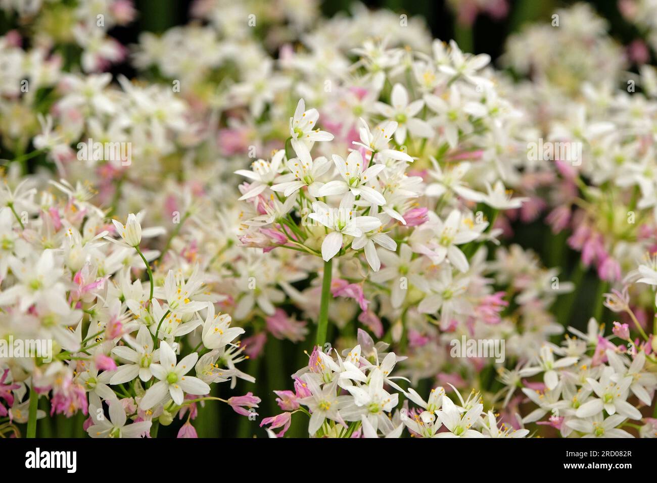 Allium Roeum, ail fleuri rose en fleur. Banque D'Images