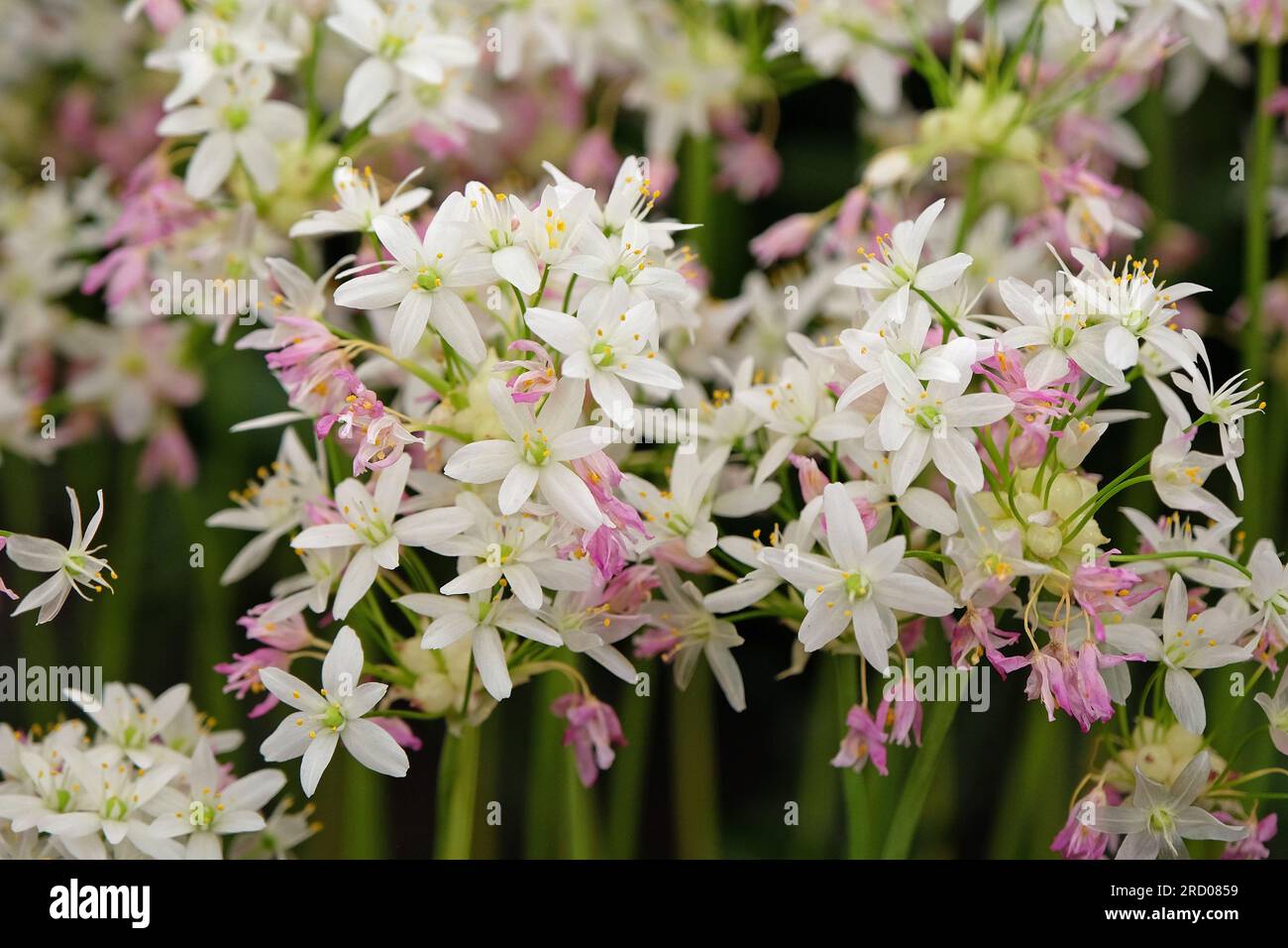 Allium Roeum, ail fleuri rose en fleur. Banque D'Images