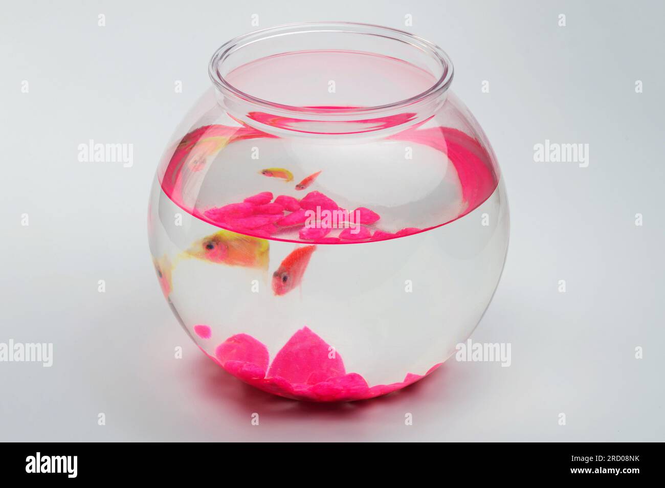 Vue en perspective du chalut rond d'aquarium avec deux poissons isolés sur fond de studio Banque D'Images