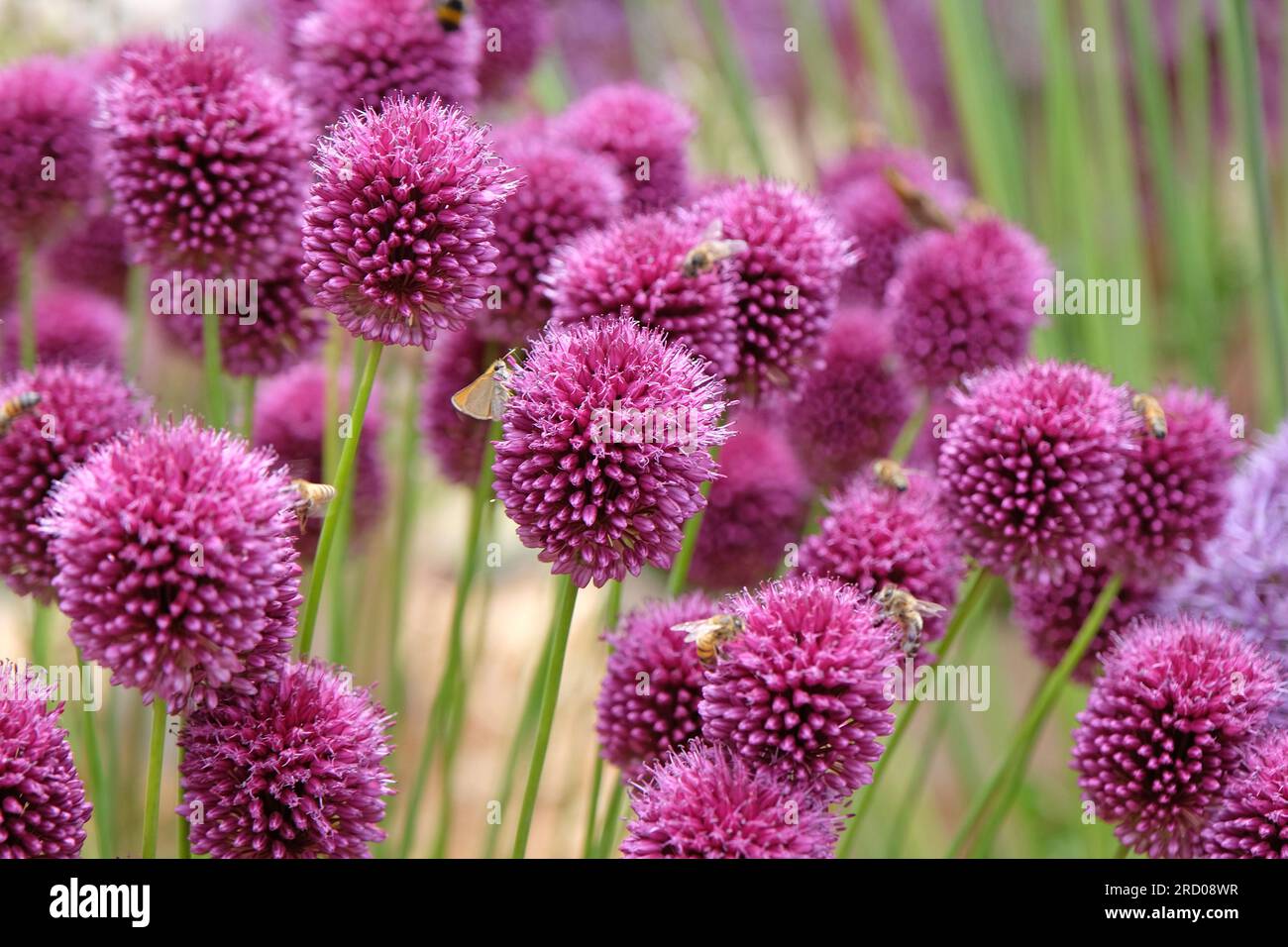 Violet Allium sphaerocephalon en fleur Banque D'Images