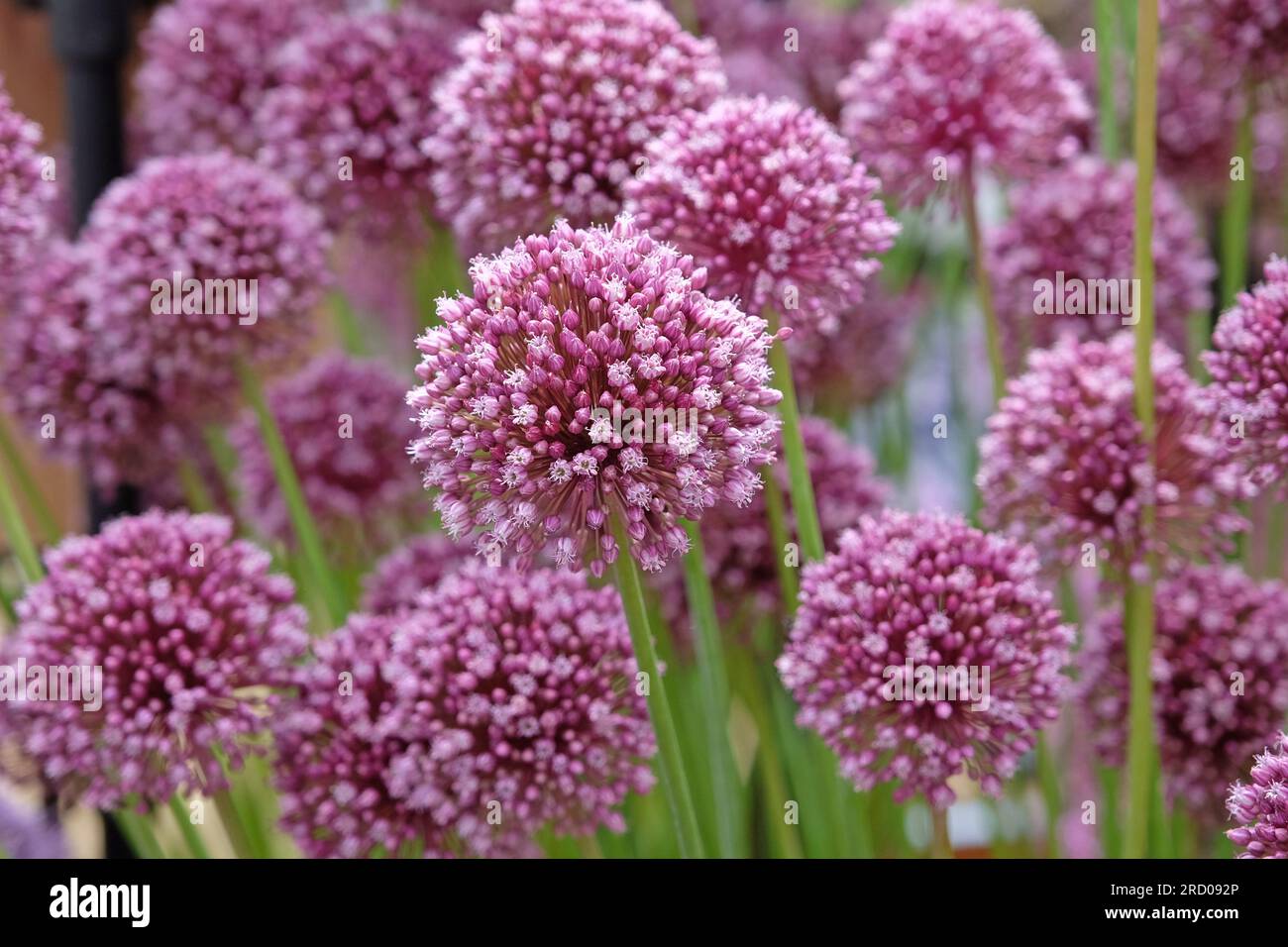 Allium ampeloprasum 'Purple Mystery' en fleur Banque D'Images