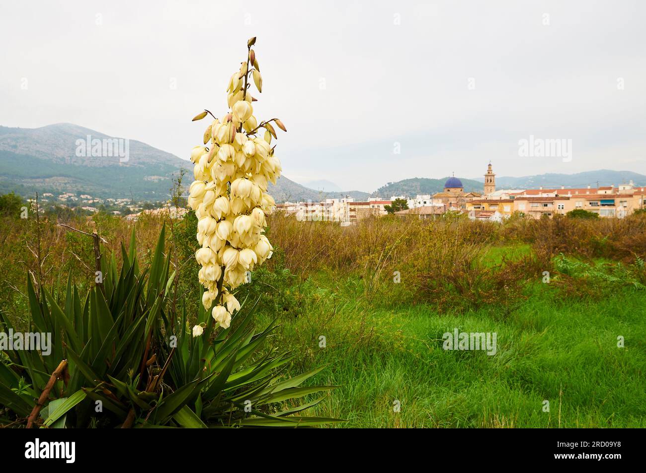 Vue de la ville de Xaló depuis la campagne environnante avec un poignard espagnol florissant (Yucca gloriosa) (Marina Alta, Alicante, Communauté valencienne, Espagne) Banque D'Images