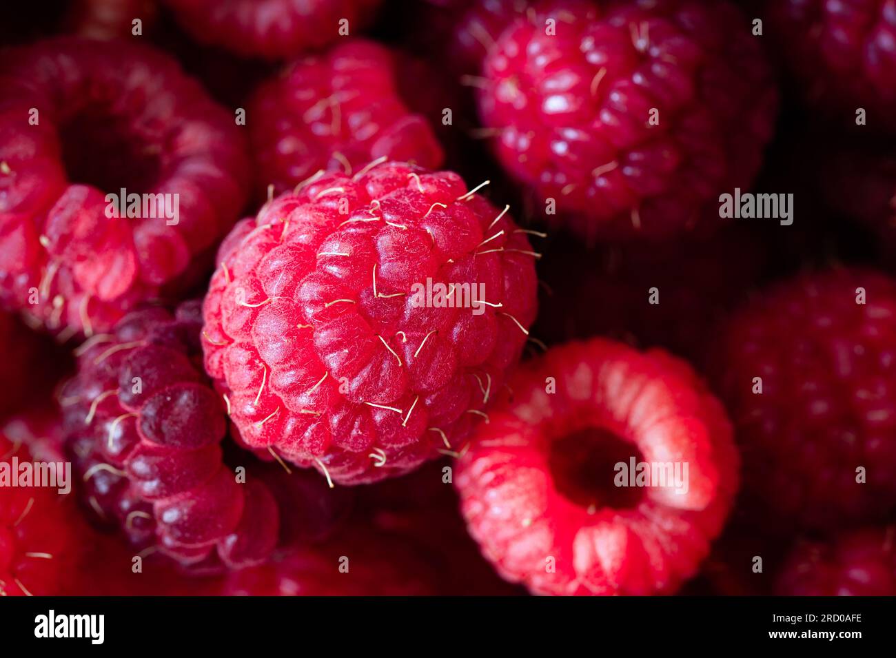 Gros plan d'un tas de framboises rouges Banque D'Images