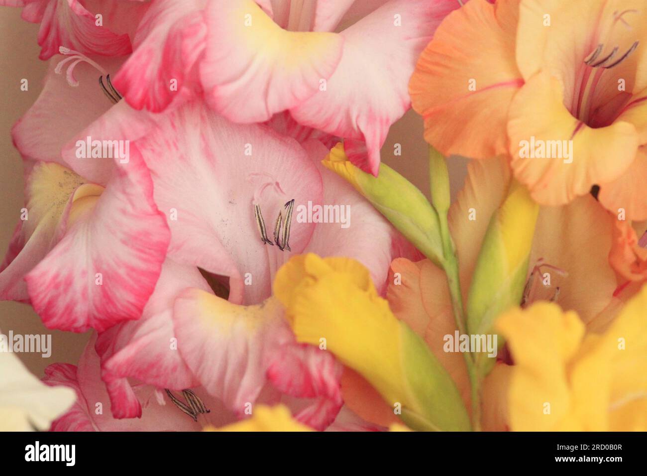 Gros plan des fleurs de gladioli Blush Pink et Apricot Banque D'Images