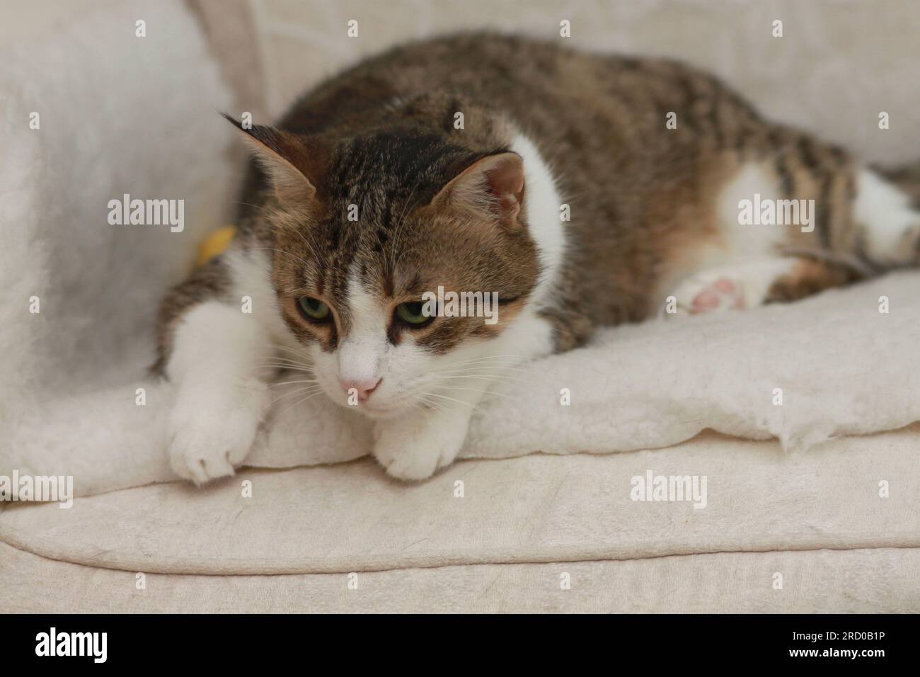 Portrait d'une femelle adulte alerte Tabby Cat Banque D'Images