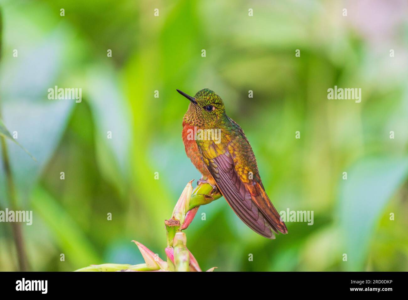 Coronet colibri à poitrine de châtaignier dans les jardins et la forêt tropicale à Inkterra Machu Picchu Pueblo. Pérou. Banque D'Images