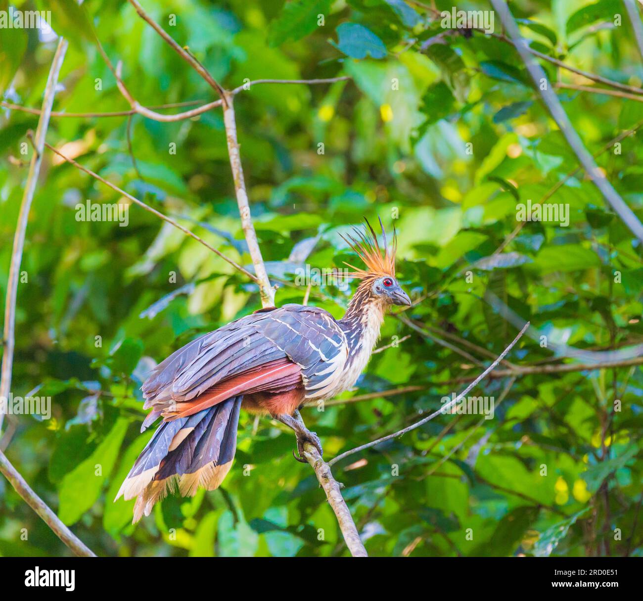 Oiseau tropical Hoazin dans la réserve nationale de Tambopata au Pérou Banque D'Images