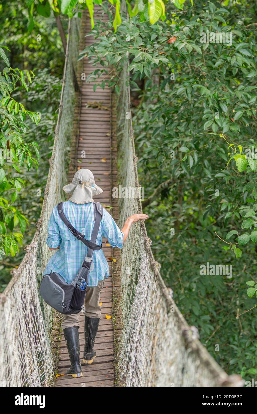 Rainforest Canopy Walk Madre de Dios Region, Pérou. Banque D'Images