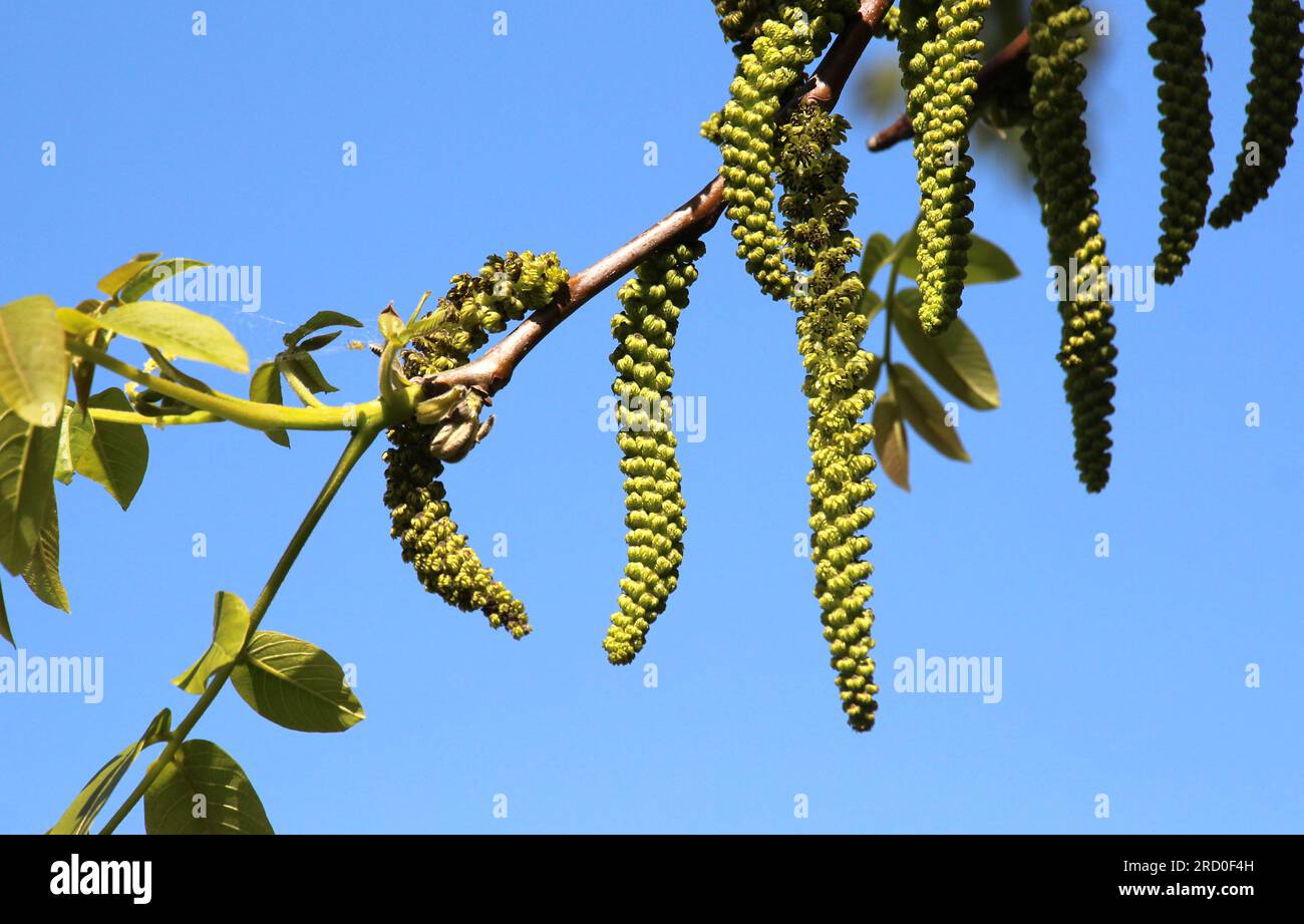 Floraison printanière sur une branche d'un noyer Banque D'Images