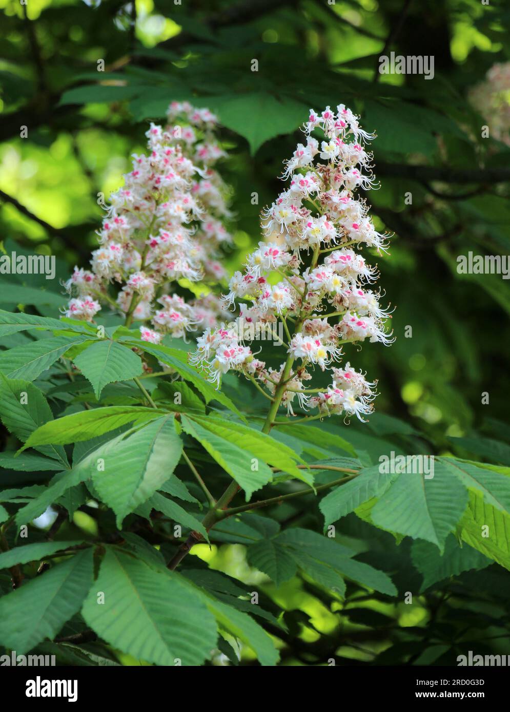 Au printemps, les fleurs de châtaignier fleurissent dans la nature (Aesculus hippocastanum, châtaigne amère) Banque D'Images
