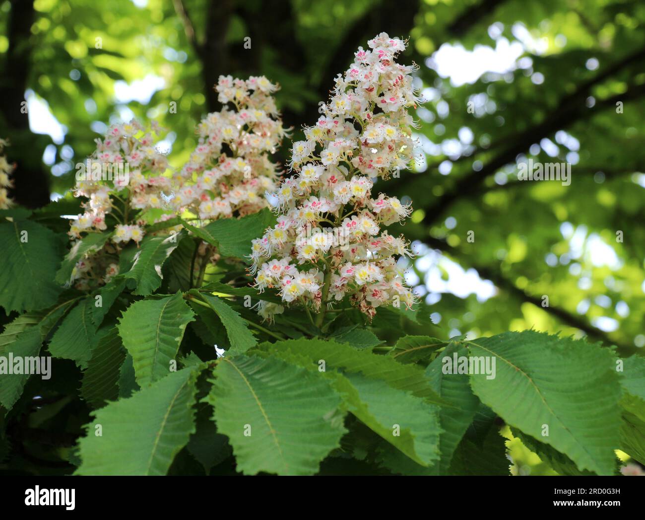 Au printemps, les fleurs de châtaignier fleurissent dans la nature (Aesculus hippocastanum, châtaigne amère) Banque D'Images