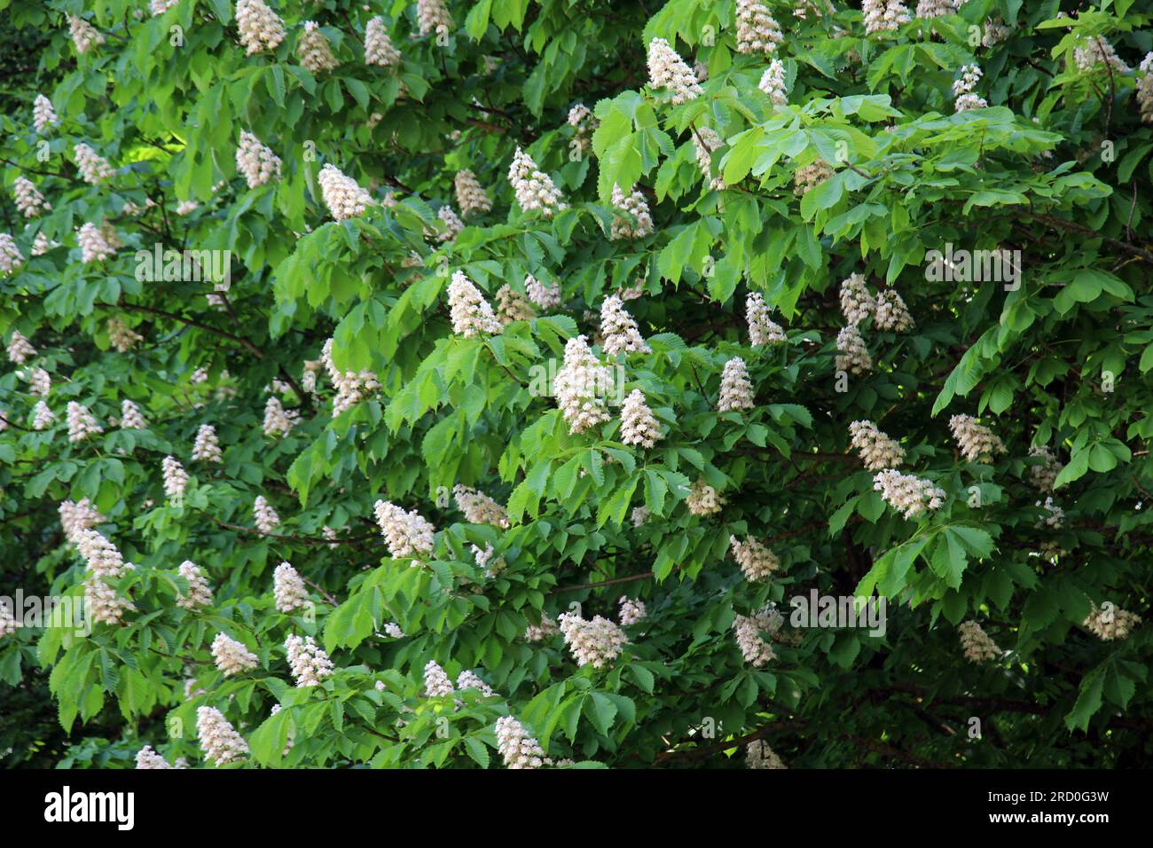 Au printemps, les fleurs de châtaignier fleurissent dans la nature (Aesculus hippocastanum, châtaigne amère) Banque D'Images