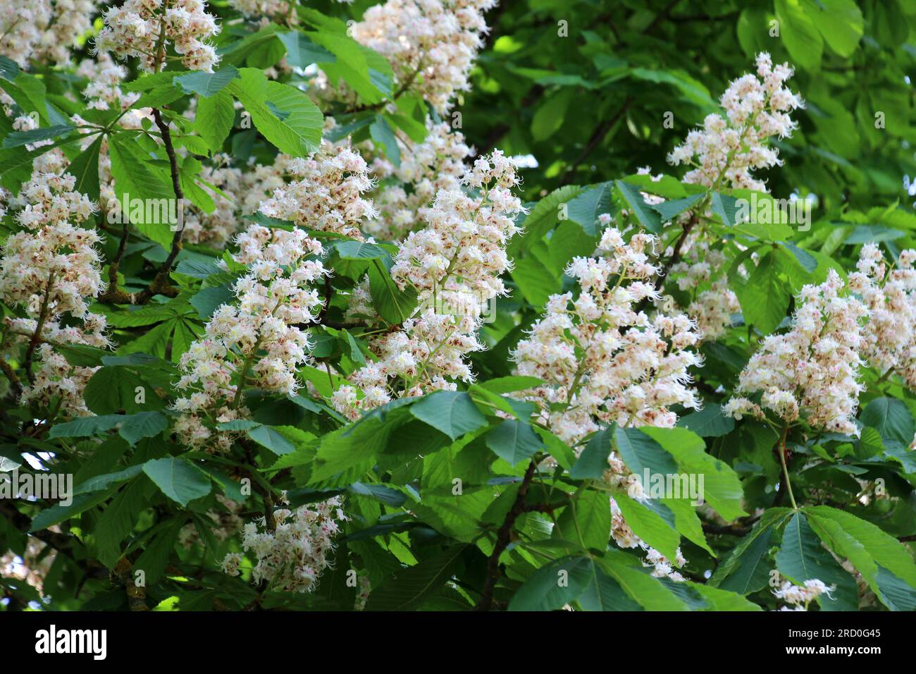 Au printemps, les fleurs de châtaignier fleurissent dans la nature (Aesculus hippocastanum, châtaigne amère) Banque D'Images
