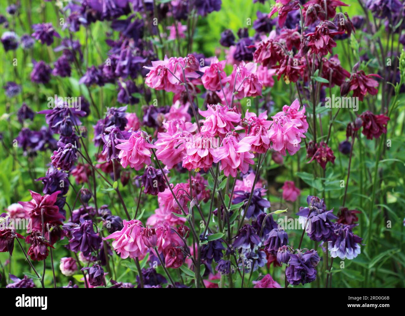 À la fin du printemps et au début de l'été, Aquilegia vulgaris fleurit dans la nature dans le jardin Photo Stock - Alamy