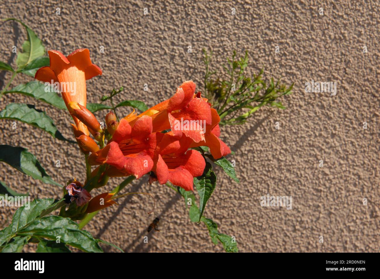 Image en arrière-plan d'une trompette Cep en fleur. Fleurs orange brillant logiciel mur derrière. Banque D'Images