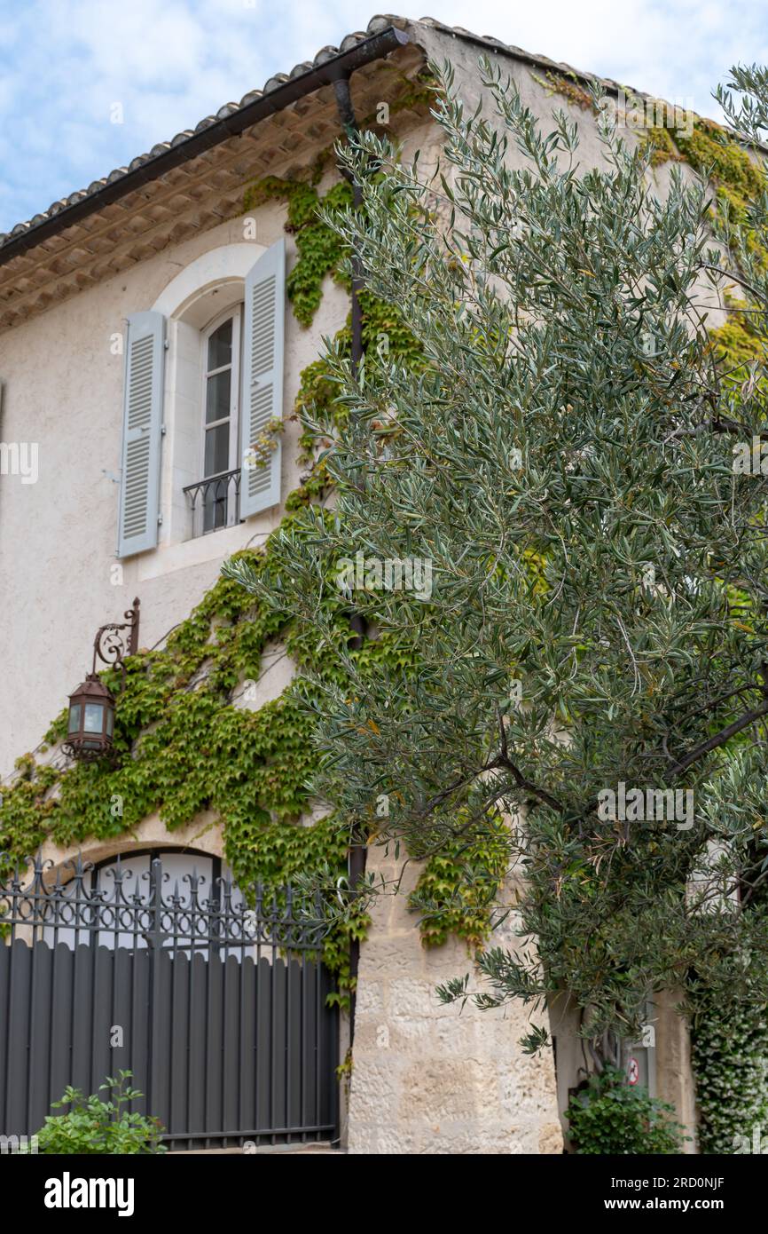 Oliviers poussant dans la région des Alpilles, Provence, France. Production d'olive extra vierge pressée à froid de haute qualité Banque D'Images