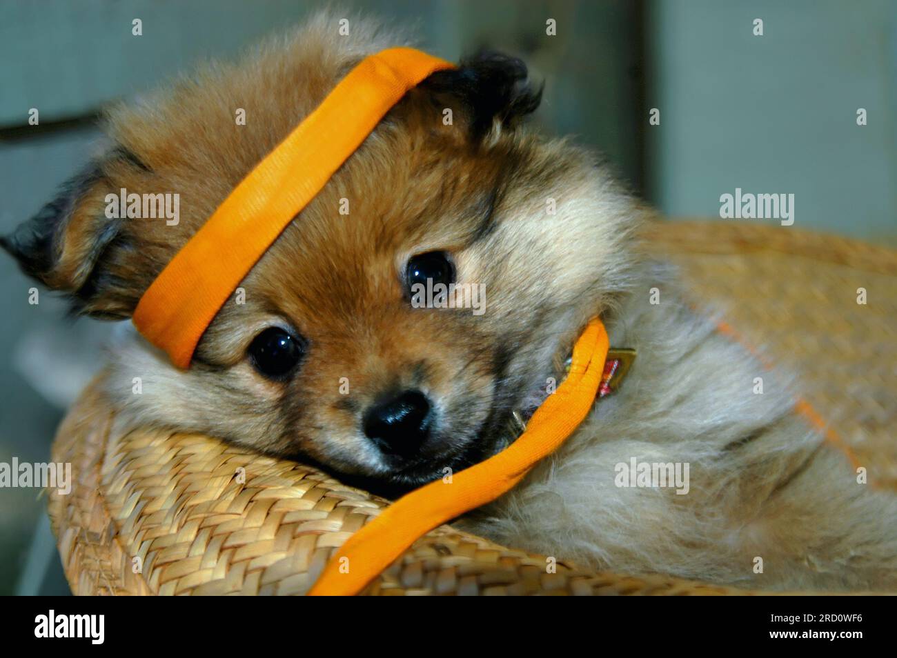 Ludique et mignon, chiot de Poméranie est emmêlé dans le ruban sur un chapeau de paille. Le ruban est orange. Banque D'Images