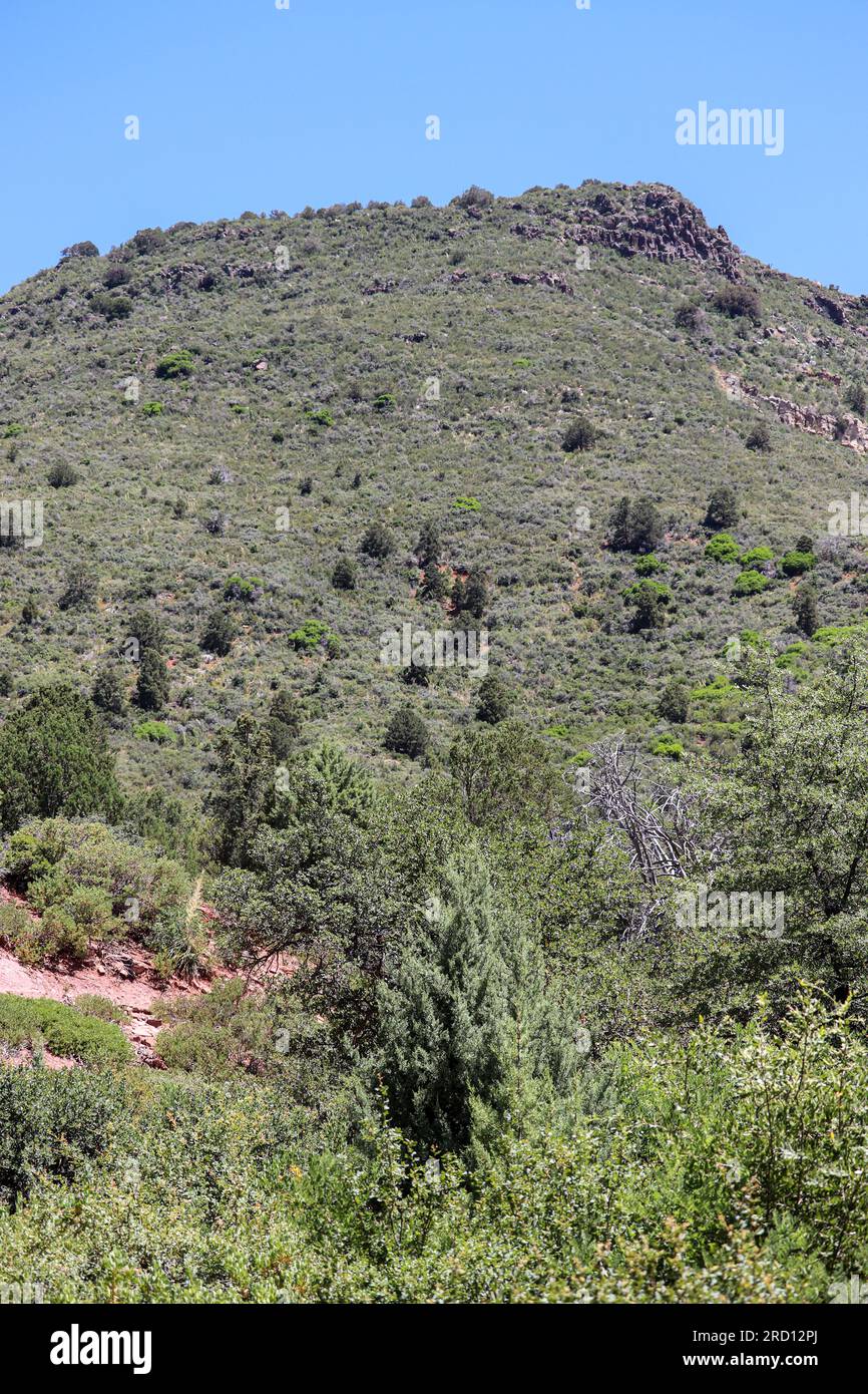 Vue sur la montagne depuis le sentier Pine Loop à Pine, Arizona. Banque D'Images