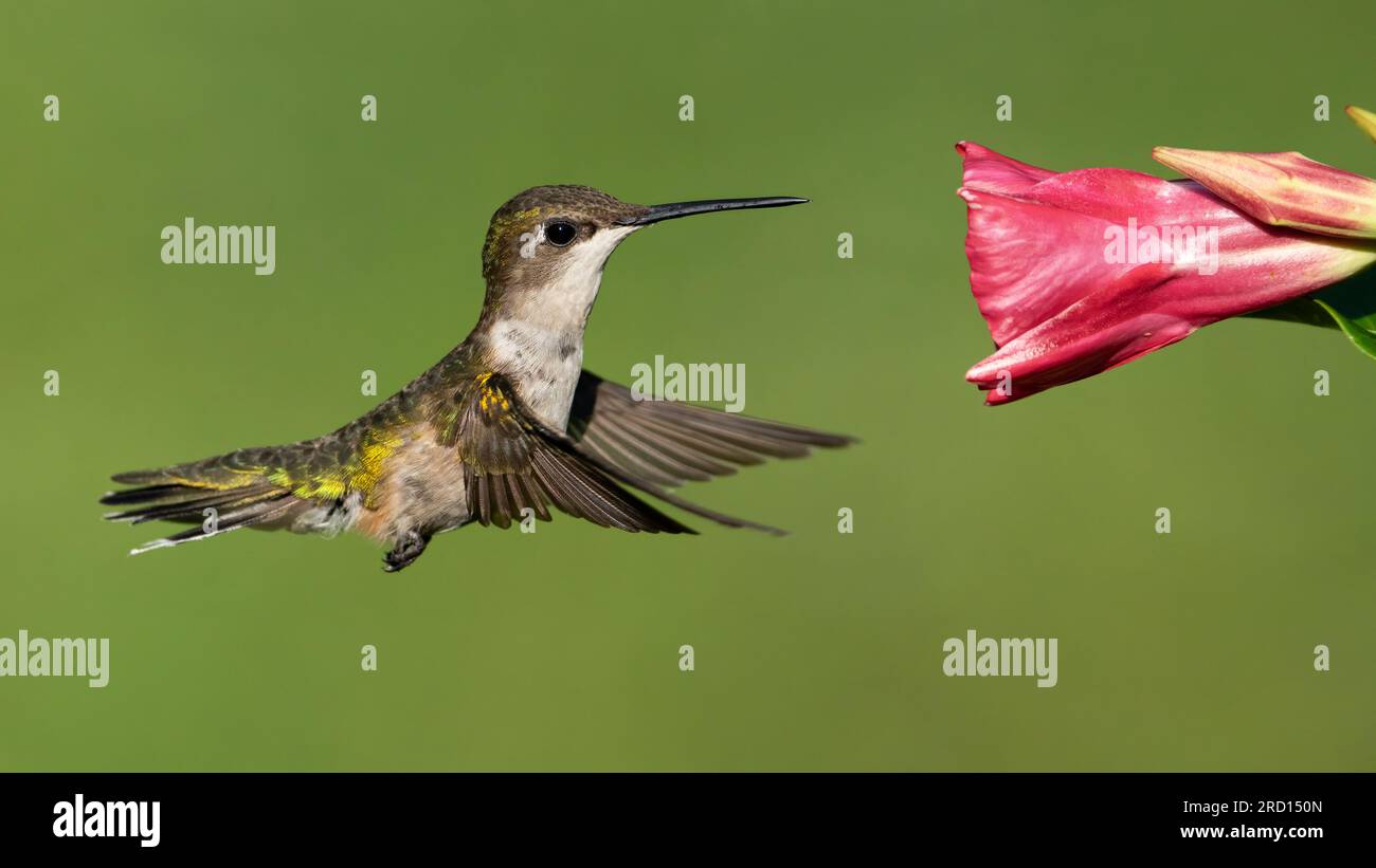 Un colibri à gorge rubis recueillir le nectar. Banque D'Images