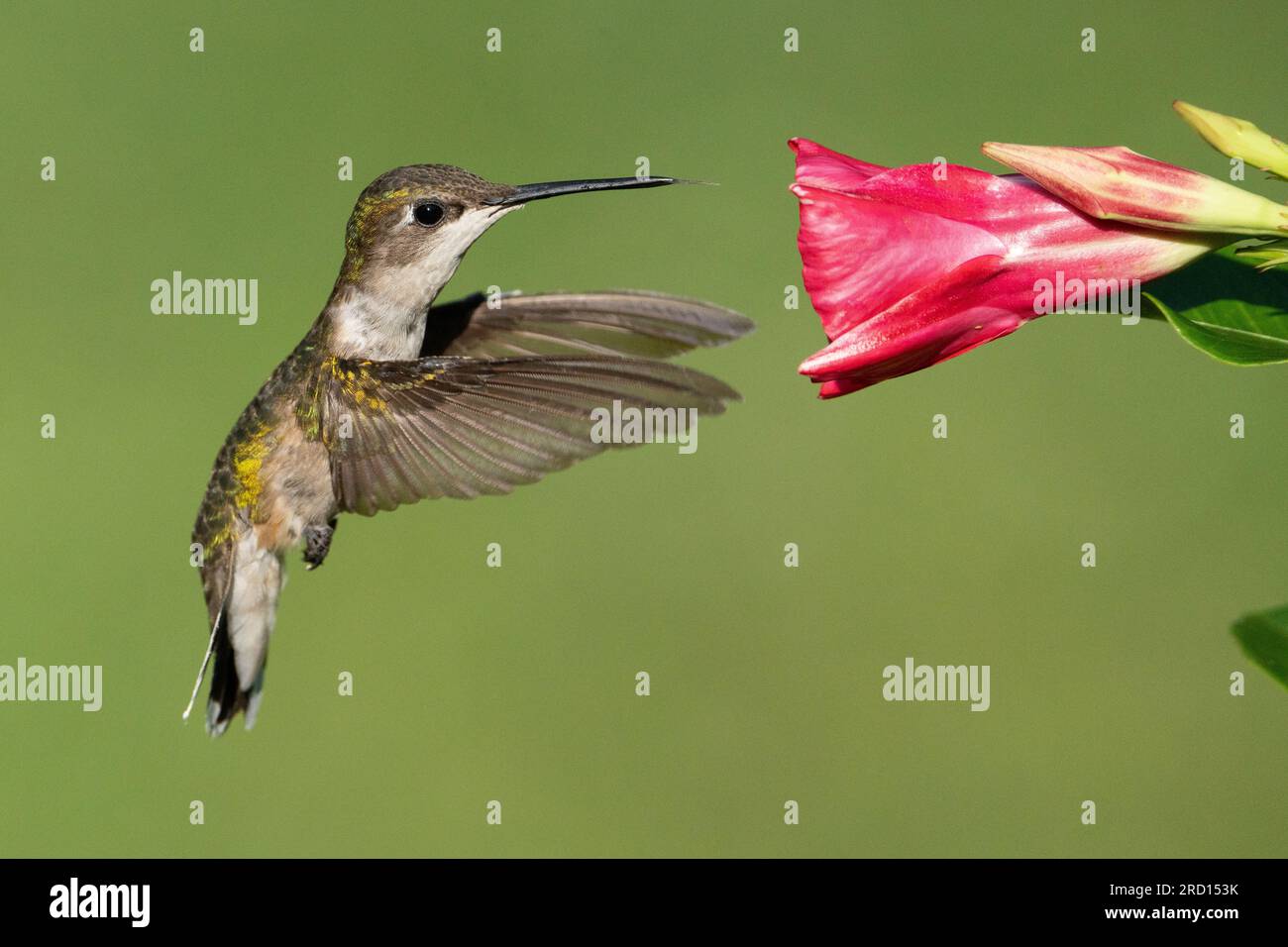 Un colibri à gorge rubis rassemblant le nectar d'une fleur de mandevilla. Banque D'Images