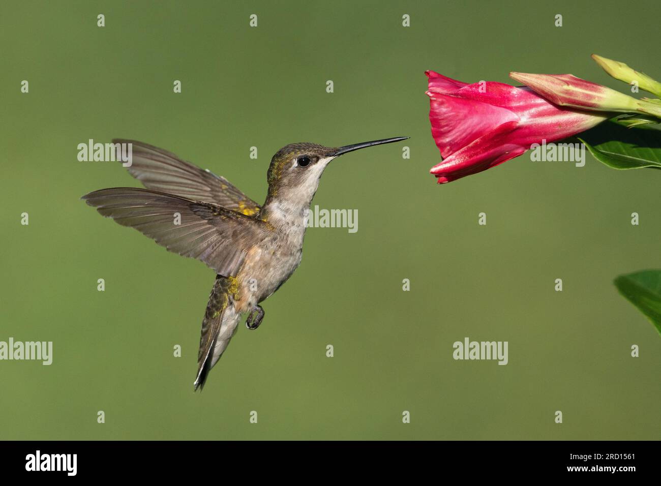 Un colibri à gorge rubis recueillir le nectar. Banque D'Images