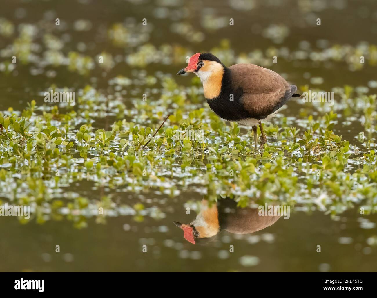 Le Jacana à crête de peigne, également connu sous le nom de Lotusbird, se promène sur des nappes de lys avec des pieds outrageusement grands. Banque D'Images
