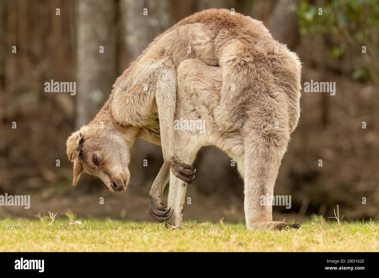 Le kangourou gris de l'est ; macropus giganteus, se trouve en liberté sur la Gold Coast, Queensland, Australie. Banque D'Images