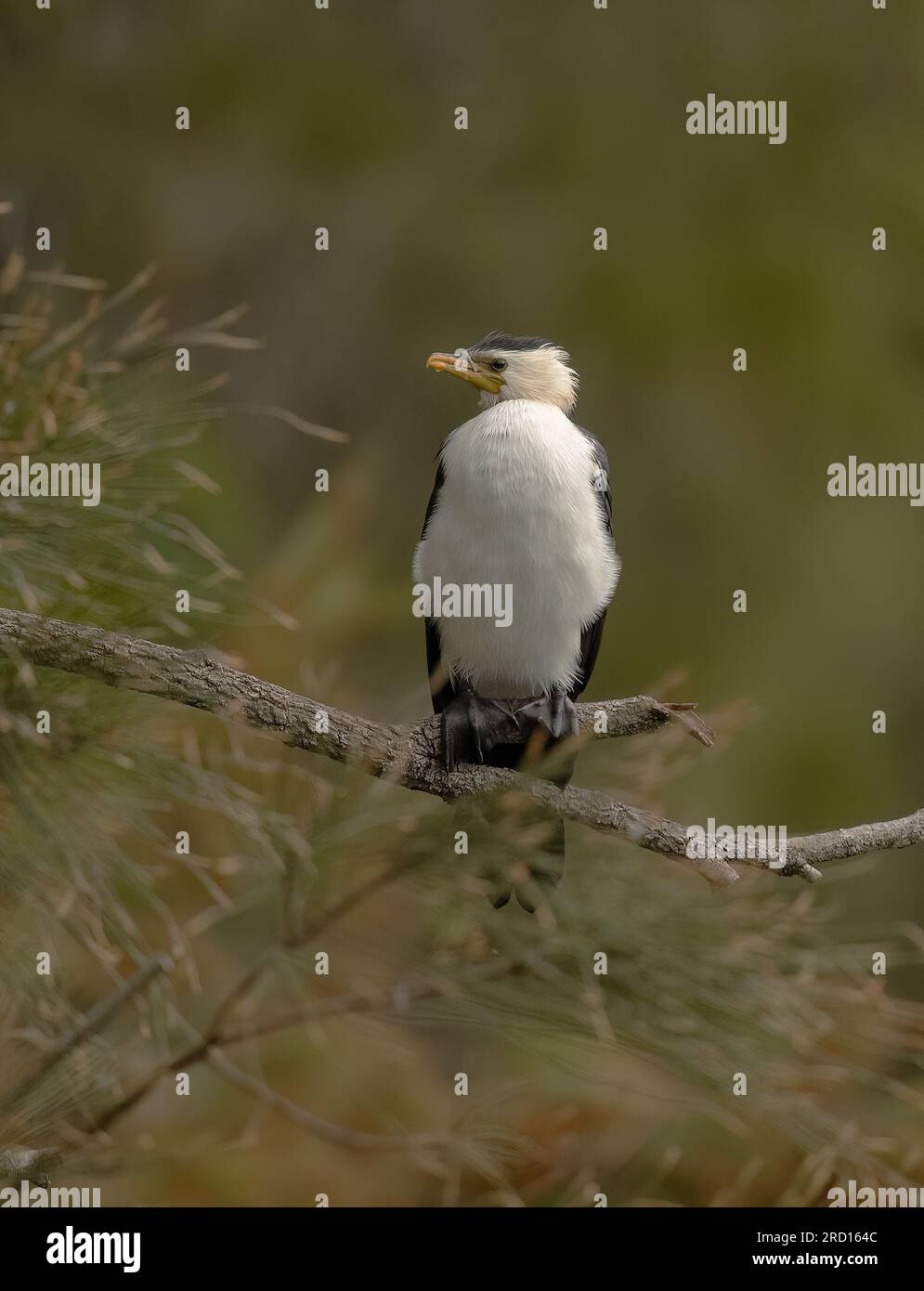 Little pied Cormorant (Phalacrocorax melanoleucos) est distribué en Australie, Nouvelle-Zélande. C'est le plus petit et peut-être le plus commun. Banque D'Images