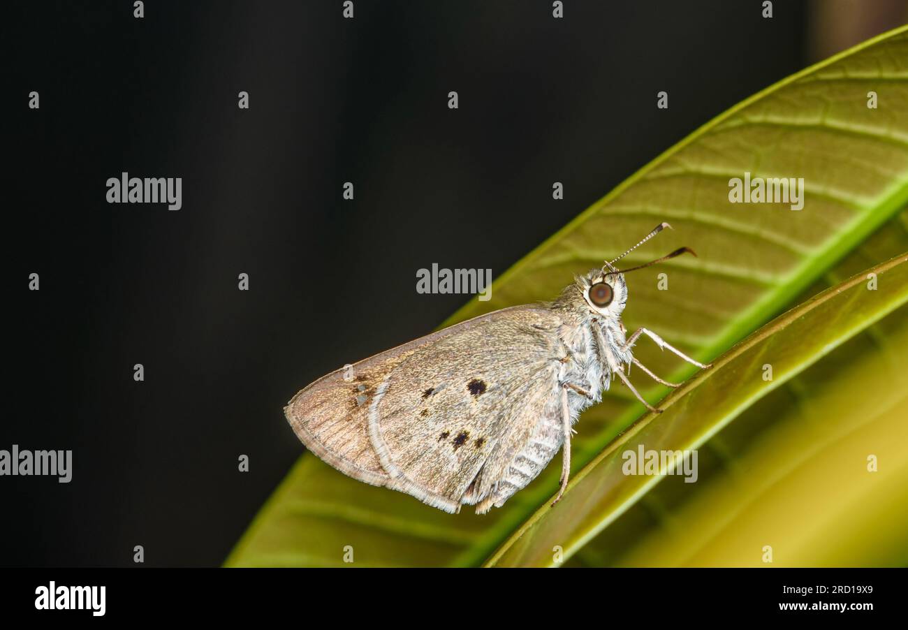 Gros plan un papillon indien Palm Bob sur feuille verte avec fond noir, mise au point sélective. Banque D'Images