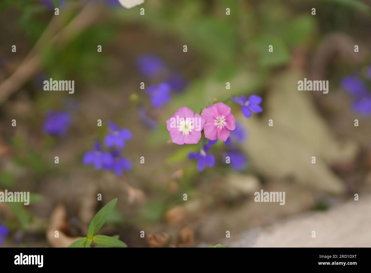Fleurs miniatures roses et violettes Banque D'Images