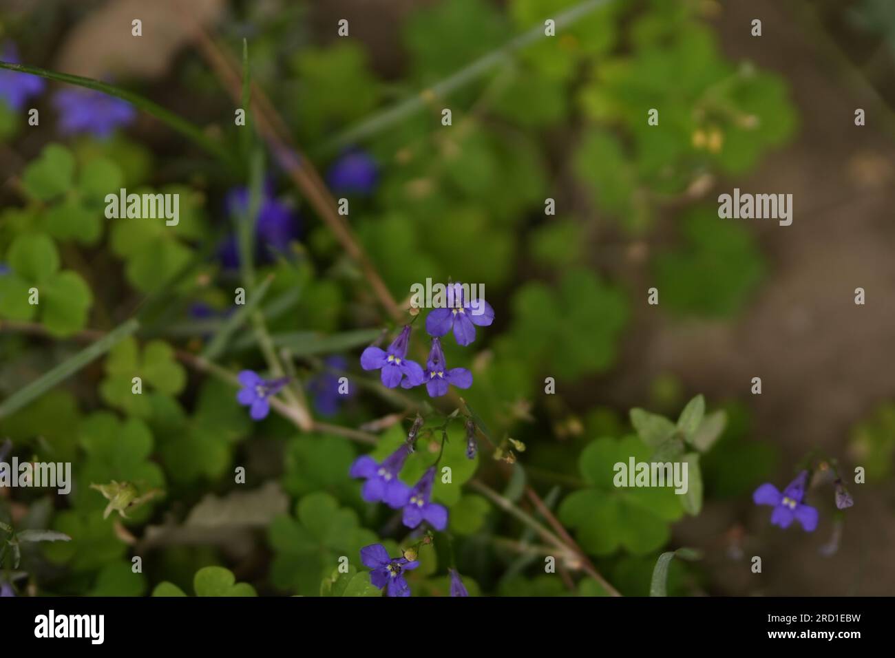 Fleurs violettes au milieu des feuilles vertes Banque D'Images